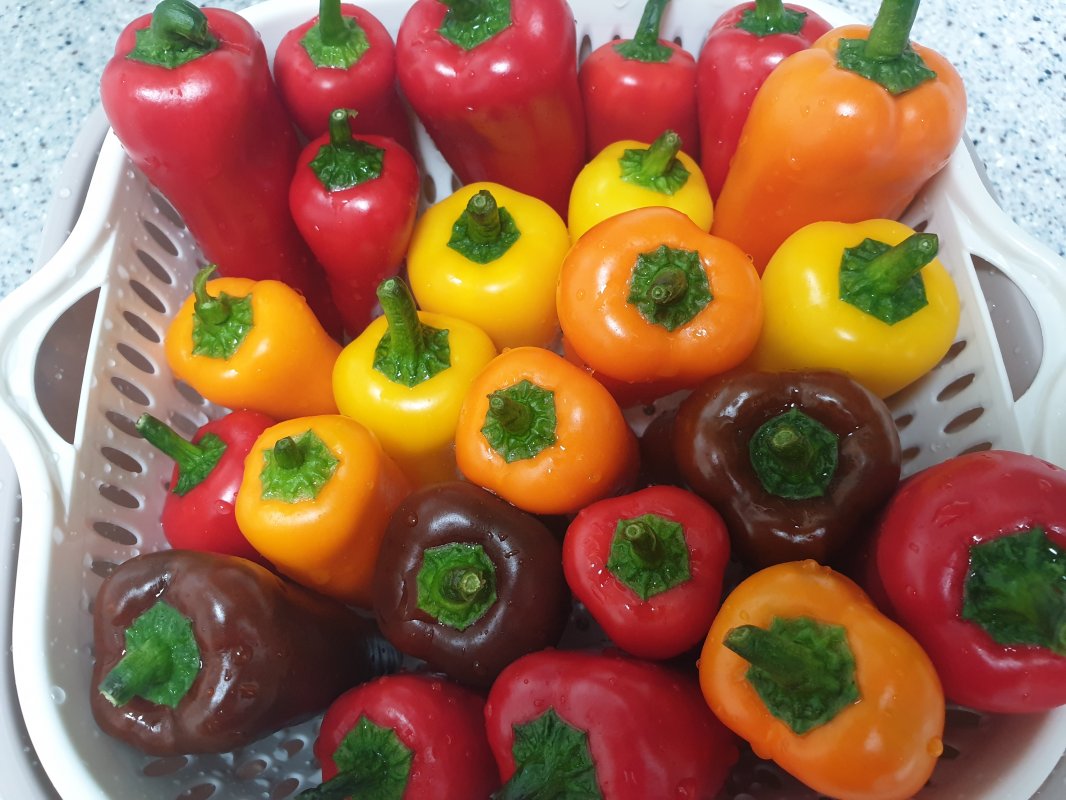 미니파프리카(가정용) 3kg 