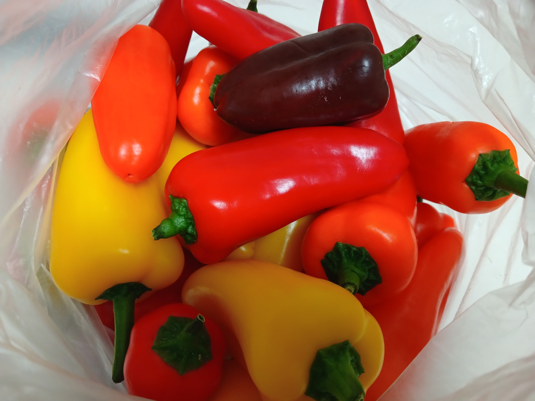 미니파프리카(가정용) 3kg 