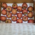 사과 가정용(흠과) 2.5kg/5kg/10kg