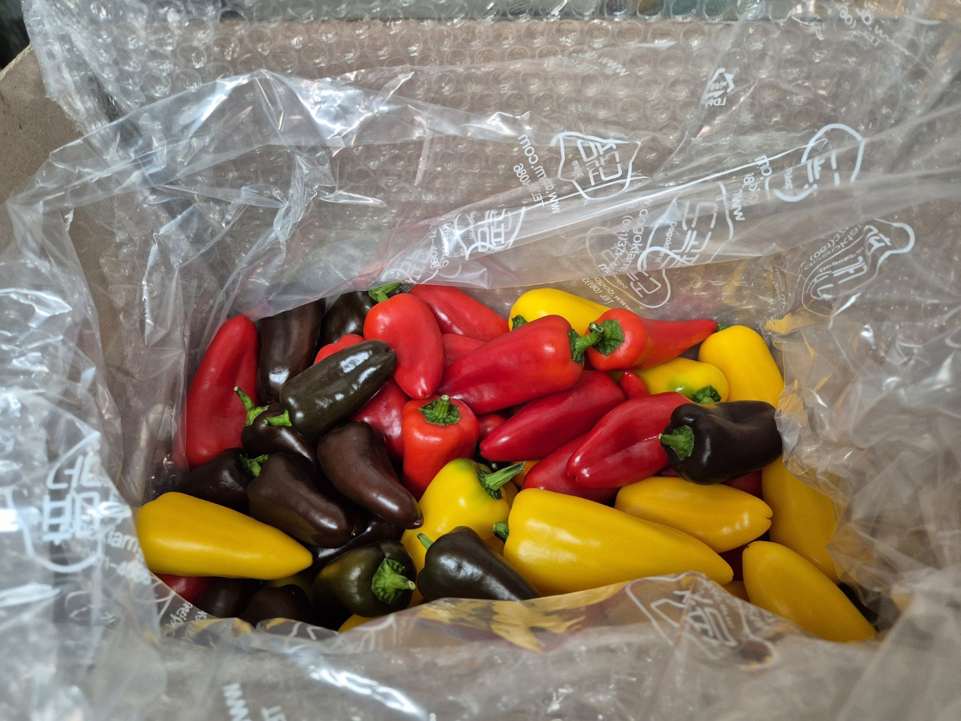 미니파프리카(가정용) 3kg 