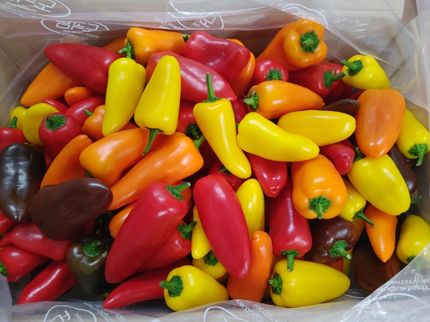 미니파프리카(가정용) 3kg 