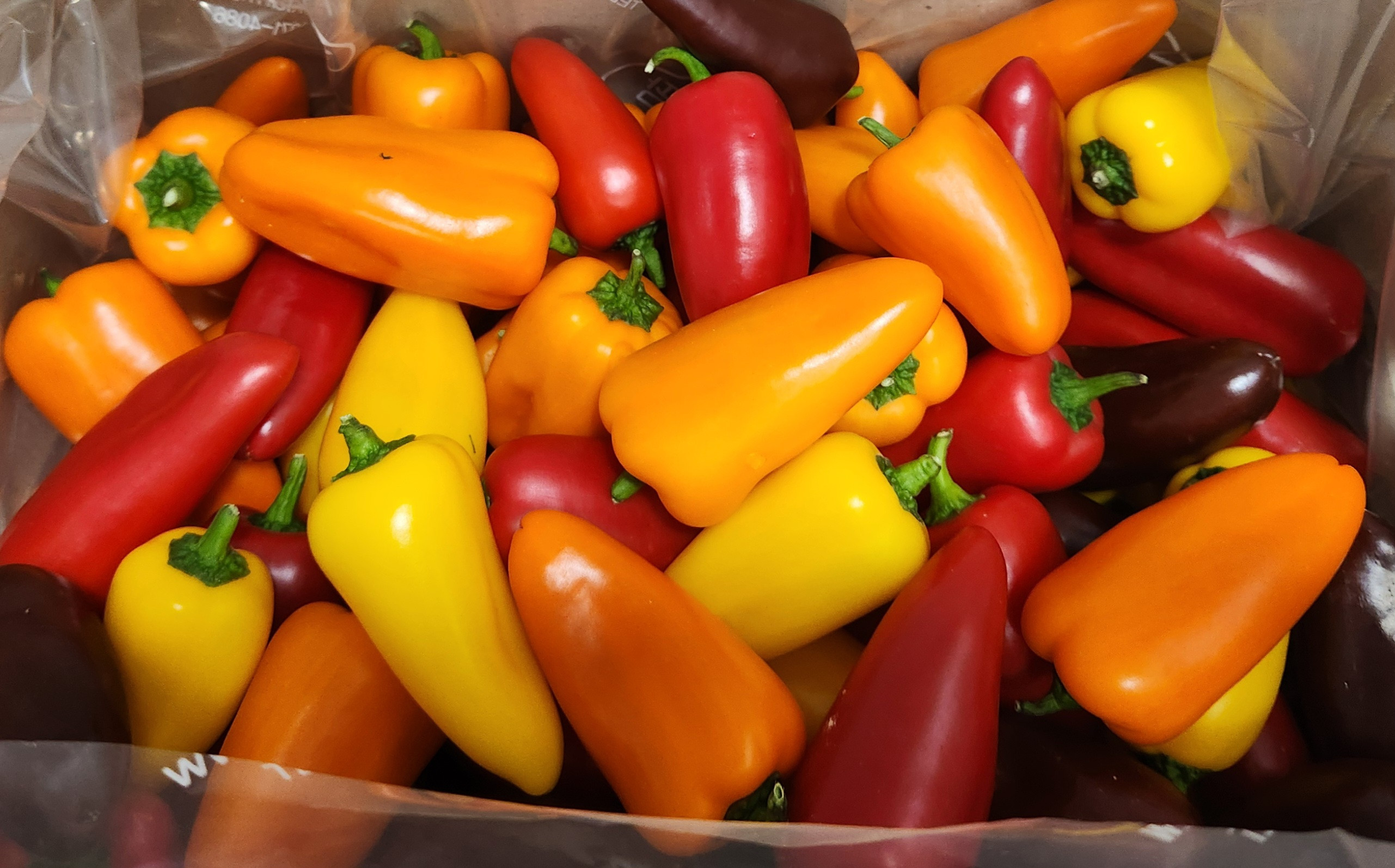 미니파프리카(가정용) 3kg 