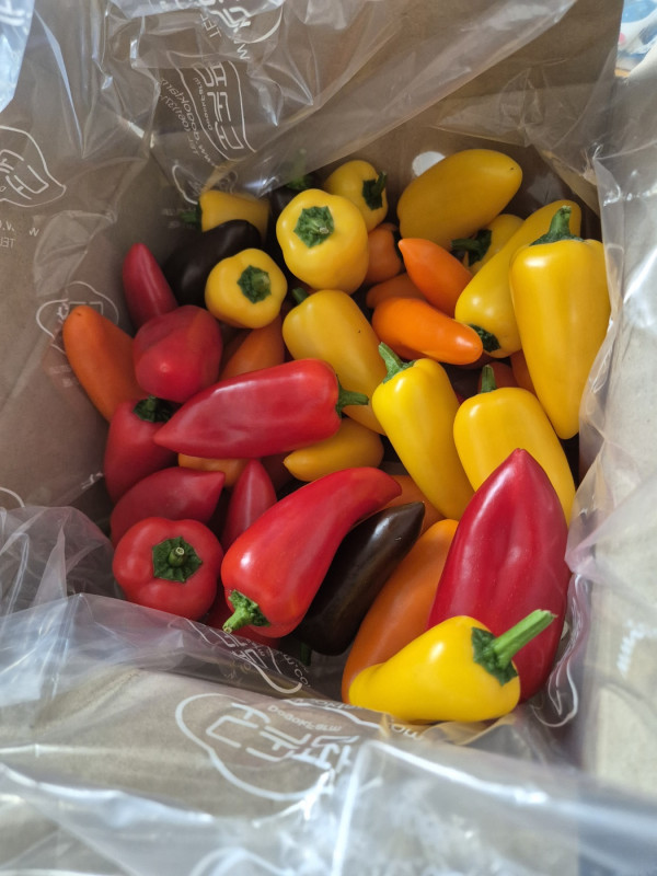 미니파프리카(가정용) 1.2kg