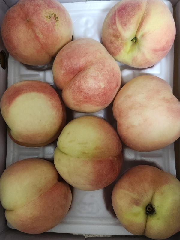 복숭아(딱복) 2kg/4kg 대과