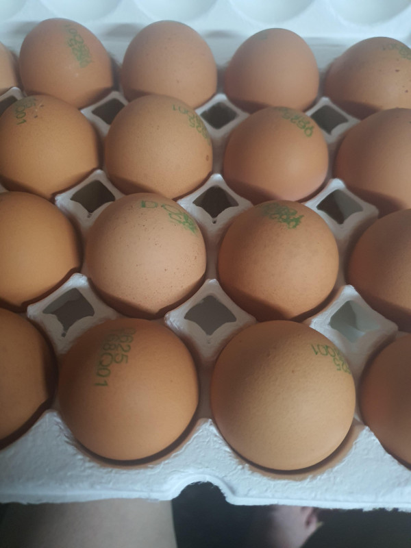 동물복지 자유방목 유정란 40구/60구