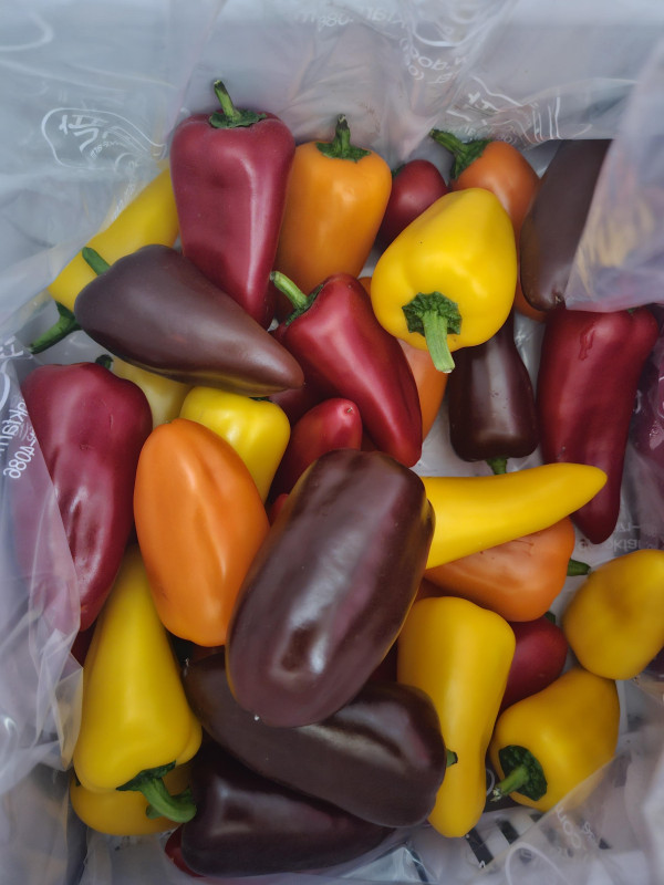 미니파프리카(가정용) 1.2kg