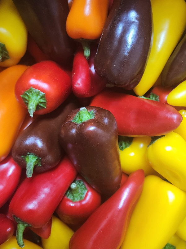 미니파프리카(가정용) 3kg 