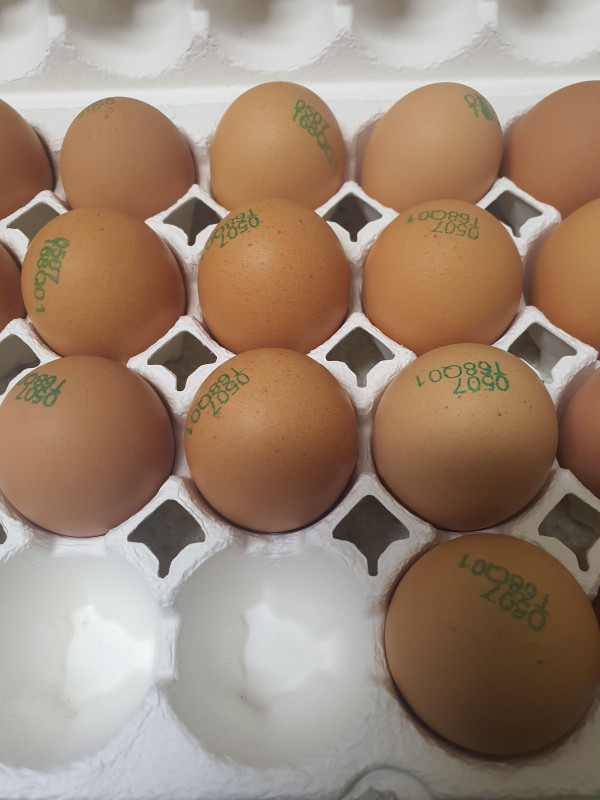 동물복지 자유방목 유정란 40구/60구