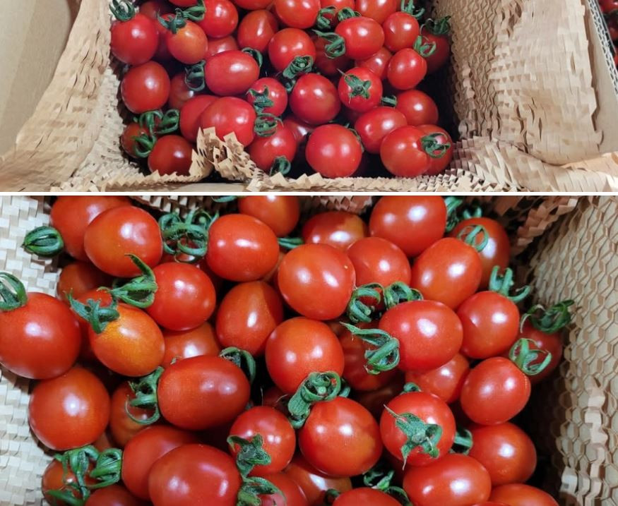 대추방울토마토 2kg / 5kg