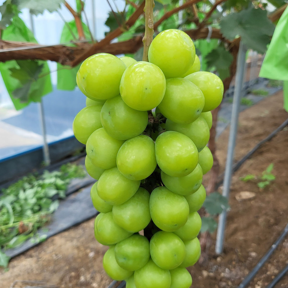 특품 샤인머스켓 2kg/4kg
