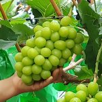 샤인머스캣 2kg 4kg