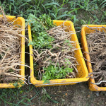 2년근 생도라지 1kg