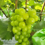 샤인머스켓(가정과) 2kg/4kg