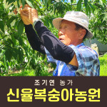 복숭아(딱복) 2kg/4kg