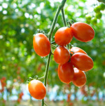 대추방울토마토 2kg / 5kg