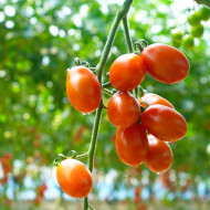 대추방울토마토 2kg / 5kg