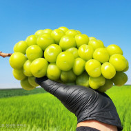 샤인머스켓 2kg/ 3kg/ 4kg