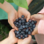 블루베리 1kg