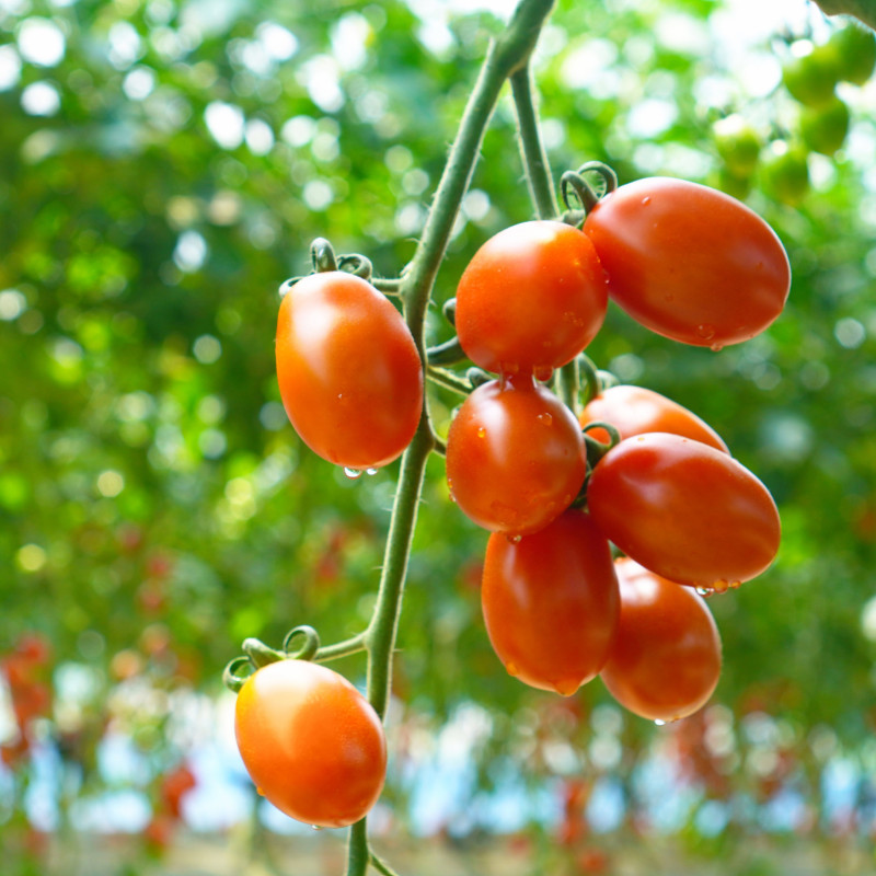 대추방울토마토 2kg / 5kg